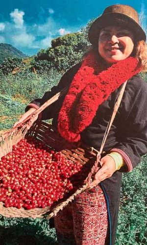 Thaise koffiebonen - Thai Specialty Coffee