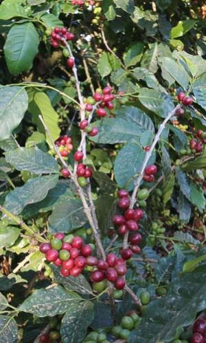 Thaise koffieplant - Thai Specialty Coffee